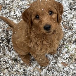 Goldendoodle Puppies from The Bruce Farm