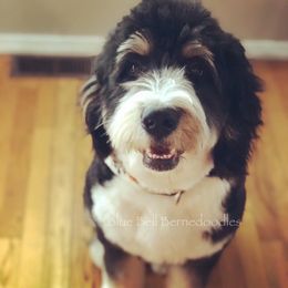 Lola - Bernedoodle