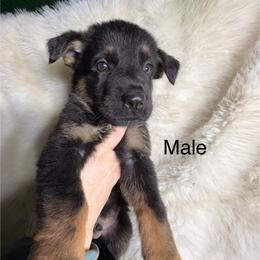 3rd pick male - Black and tan male German Shepherd puppy in Hollis Center, Maine from Noble German Shepherds of Maine