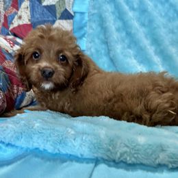Fig - Red male Cockapoo puppy in Winnsboro, Texas from Happy Hollow Ranch