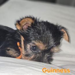 Guinness - Black and tan male Yorkshire Terrier puppy in Conyers, Georgia from Furrever Puppy Co.