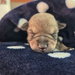 Boy 4 - Salt and pepper male Miniature Schnauzer puppy in Titusville, Florida from Alysha's Grandbabies