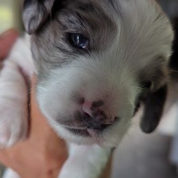 Boy 1 - Dachshund puppy in Homosassa, Florida from Foxies Doxies