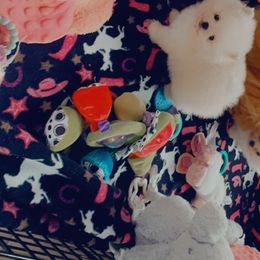 Pomeranian Puppies from A Sample Of Gods Love Kennels