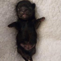 Tobias black dobie - Black and tan male Shih Tzu puppy in Arcadia, Florida from Kitsune Cuddles and kisses