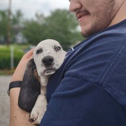 Helen (Pink) - Black white and tan female Basset Hound puppy in Amelia, Ohio from Lady Mae Bassets