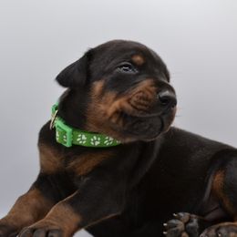 Doberman Pinscher Puppies from Obsidian Kennels