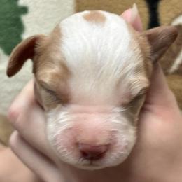 Izzy boy 1 - Orange and white male Brittany puppy in Floyd Knobs, Indiana from Cross Creek Brittanys