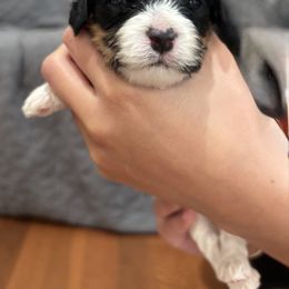 Rose - Tri-color female Cavachon puppy in Awendaw, South Carolina from LierChonPoo