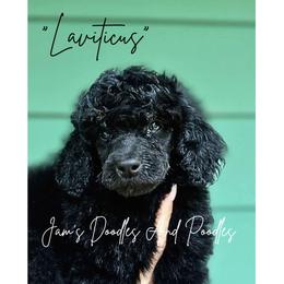 Aussiedoodle, Bernedoodle, Cockapoo, Miniature Australian Shepherd, Poodle, and Sheepadoodle Puppies from Jam's Doodles And Poodles