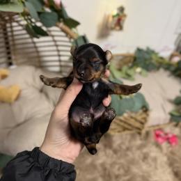 Max - Black and tan male Yorkshire Terrier puppy in Boiling Spring, South Carolina from Yorkshire Terriers