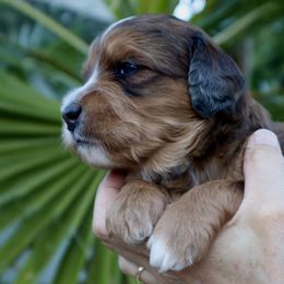 Boy 6 - male Bernedoodle puppy in Palm Desert, California from Palm Canyon Bernedoodles