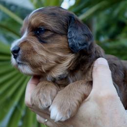 Boy 6 - male Bernedoodle puppy in Palm Desert, California from Palm Canyon Bernedoodles