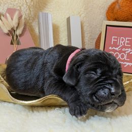 Girl 7 - female Cane Corso puppy in Franktown, Colorado from Earth and Ship Cane Corso