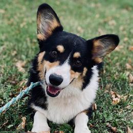 Ely - Pembroke Welsh Corgi