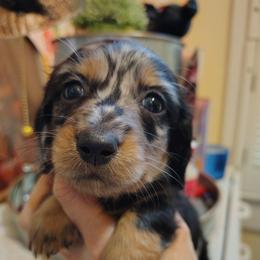 Girl 4 - Dapple female Dachshund puppy in Clayton, Indiana from Love Struck Miniature Dachshunds