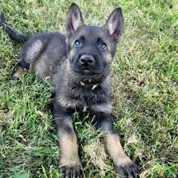 Wasabi (Green male) - Sable male German Shepherd puppy in Winchester, Kentucky from Del Lago Canine