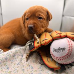 Kristoff - Yellow male Labrador Retriever puppy in Carlsbad, New Mexico from ECMO Farm Dalmatians & Labrador Retrievers