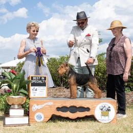 Welsh Terrier Puppies from Jenkins Welsh Terriers