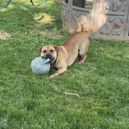 Groot - Boerboel