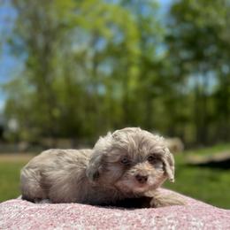 Goose - Brown merle male Aussiedoodle puppy in Fairmount, Georgia from Muscadine Meadows Farm