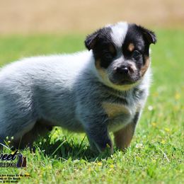 Australian Cattle Dog Puppies from The Sweet Kennels