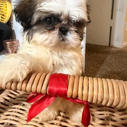 Max - Chocolate and tan male Shih Tzu puppy in Azusa, California from RJ Shih Tzu lover