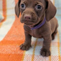 Purple ribbon - Red female Dachshund puppy in Sugarcreek, Ohio from Bahler Street Doxies