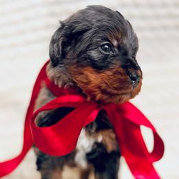 Buddy - Blue merle male Bernedoodle puppy in Travelers Rest, South Carolina from Bernedoodle.do