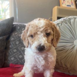 Joey Caruso (brown) - Parti male Goldendoodle puppy in Fayettville Ar, Arkansas from Ozark Bulldogs and doodles