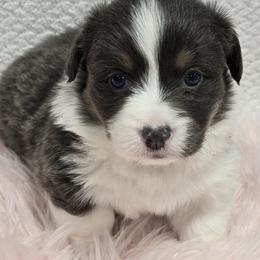 ASPEN-FLUFFY TAIL DOCKED - Blue male Pembroke Welsh Corgi puppy in Walker, Iowa from Double K Corgis