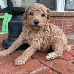 Walker F1B - Cream male Aussiedoodle puppy in Oklahoma City, Oklahoma from Foneb Farm - The F1B Farm