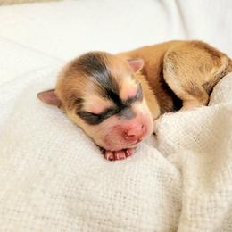 Turnip - Red and white female Pomsky puppy in Sand Coulee, Montana from Big Sky Pomskies