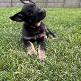 German Shepherd Puppies from Vermachtnis German Shepherds