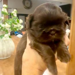 Girl 5 - Chocolate female Shih Tzu puppy in Humboldt, Tennessee from Kristy's Shih Tzus