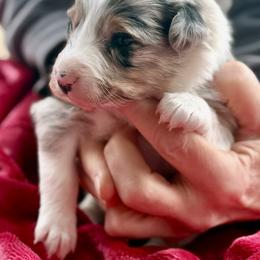 Merle girl -2 - Blue merle female Border Collie puppy in East Ellijay, Georgia from Nine Peaks Border Collies