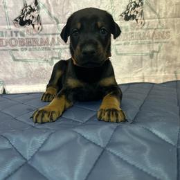 Boy 5 - male Doberman Pinscher puppy in Powder Springs, Georgia from Elite Dobermans of Atlanta