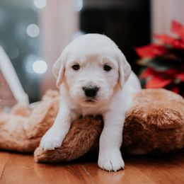 Boy 4 - Golden Retriever puppy in Byron Center, Michigan from Little House on the Farmie