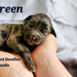 Al Green - Blue merle male Bernedoodle puppy in Pollock Pines, California from Ten Acre Wood Doodles