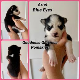 Ariel - Black and white female Pomsky puppy in Lyons, Nebraska from Goodness Gracious Pomskies