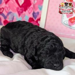 Orange Girl - Black and white female Shihpoo puppy in Rockledge, Florida from Stormie's Doodles
