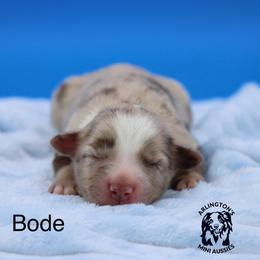 Bode - Red merle male Miniature Australian Shepherd puppy in Weeki Wachee, Florida from Arlington's Mini Aussies