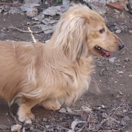 Eton - Dachshund