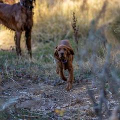 Irish Setter Puppies from Spring Creek Irish Setters