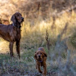 Irish Setter Puppies from Spring Creek Irish Setters