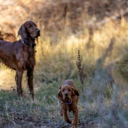 Irish Setter Puppies from Spring Creek Irish Setters