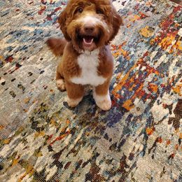 Bernedoodle, Goldendoodle, and Poodle Puppies from Southern Enchanted Doodles