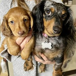 Dachshunds from Barrett’s Doxie Farm