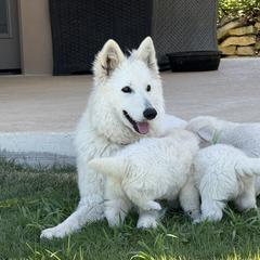 Berger Blanc Suisse and German Shepherd Puppies from Scenic Creek German Shepherds and White Swiss Shepherds