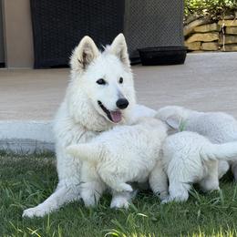Berger Blanc Suisse and German Shepherd Puppies from Scenic Creek German Shepherds and White Swiss Shepherds